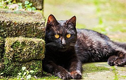 传说宝可梦“苍响” 即将参战《宝可梦：大集结》